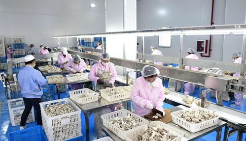 湖北隨州逸村機械 數(shù)字化賦能食用菌裝備，智造產(chǎn)品暢銷海內外